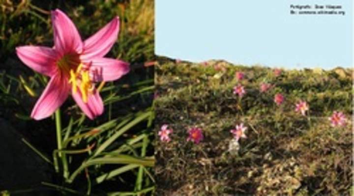 Ananuca de la cordillera Ananuca de la cordillera