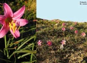 Ananuca de la cordillera Ananuca de la cordillera