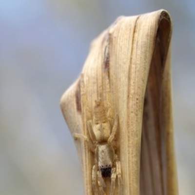 Araña camuflada Araña camuflada