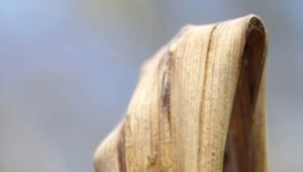 Araña camuflada Araña camuflada