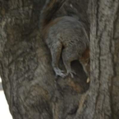 Ardilla camuflada Ardilla camuflada