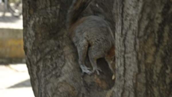 Ardilla camuflada Ardilla camuflada