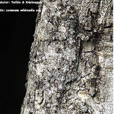 Lagartija camuflada en árbol Lagartija camuflada en árbol