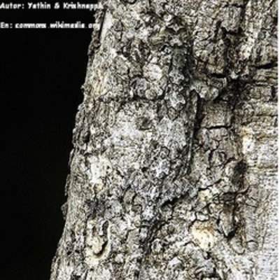 Lagartija camuflada en árbol Lagartija camuflada en árbol