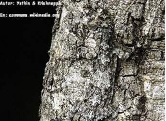 Lagartija camuflada en árbol Lagartija camuflada en árbol