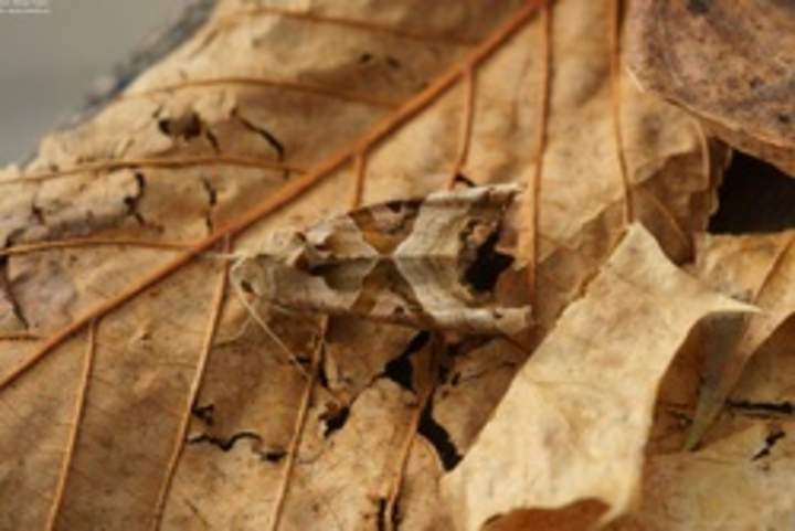 Mariposa camuflada Mariposa camuflada