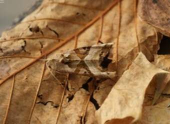 Mariposa camuflada Mariposa camuflada