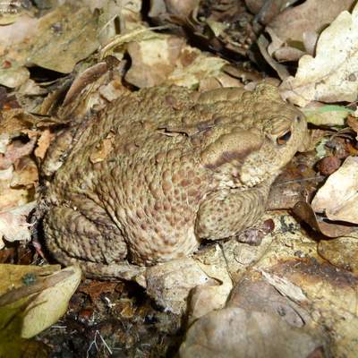 Rana camuflada Rana camuflada