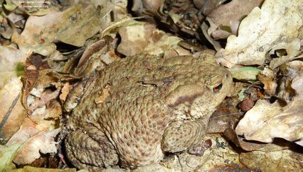 Rana camuflada Rana camuflada