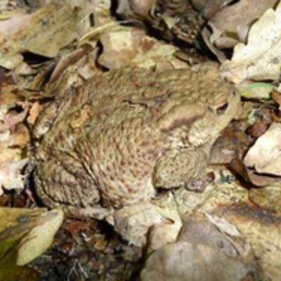 Rana camuflada Rana camuflada