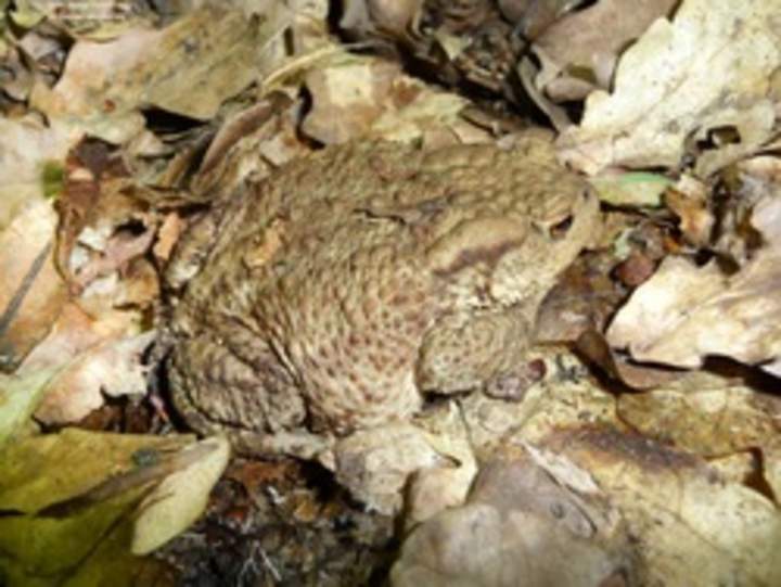 Rana camuflada Rana camuflada