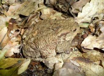 Rana camuflada Rana camuflada