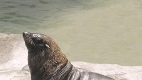 Lobo marino Lobo marino