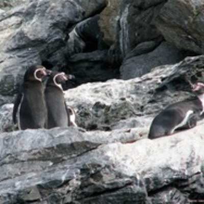 Pingüino de Humboldt Pingüino de Humboldt