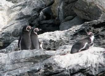 Pingüino de Humboldt Pingüino de Humboldt