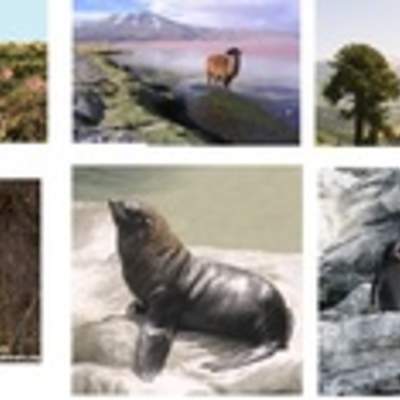 Flora y fauna chilena Flora y fauna chilena