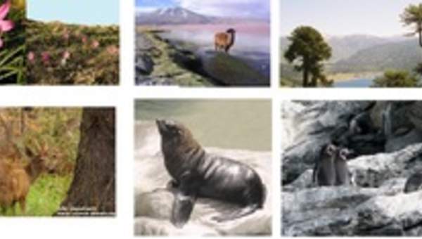 Flora y fauna chilena Flora y fauna chilena