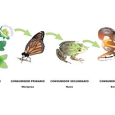 Cadena alimentaria rotulada Cadena alimentaria rotulada