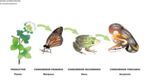 Cadena alimentaria rotulada Cadena alimentaria rotulada