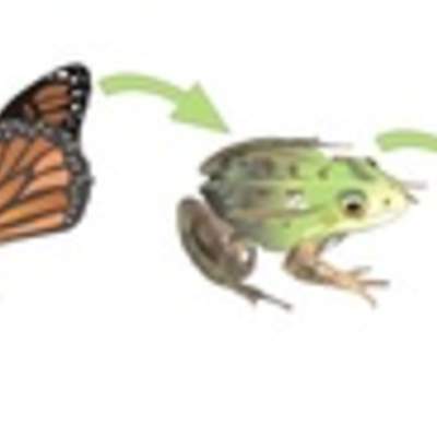 Cadena alimentaria Cadena alimentaria