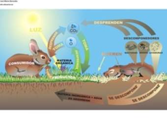 Ciclo de vida de la materia Ciclo de vida de la materia