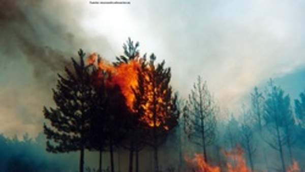 Incendio forestal Incendio forestal