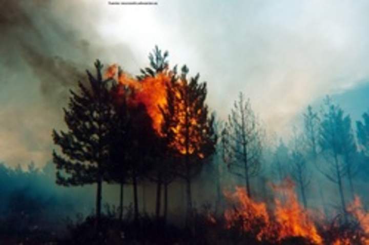 Incendio forestal Incendio forestal