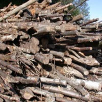 Árboles talados Árboles talados