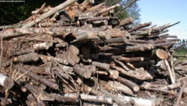 Árboles talados Árboles talados