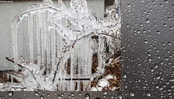 Congelamiento en rama de árbol Congelamiento en rama de árbol