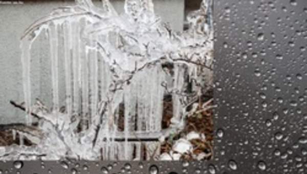 Congelamiento en rama de árbol Congelamiento en rama de árbol