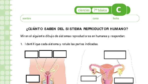 Sistema reproductor Sistema reproductor