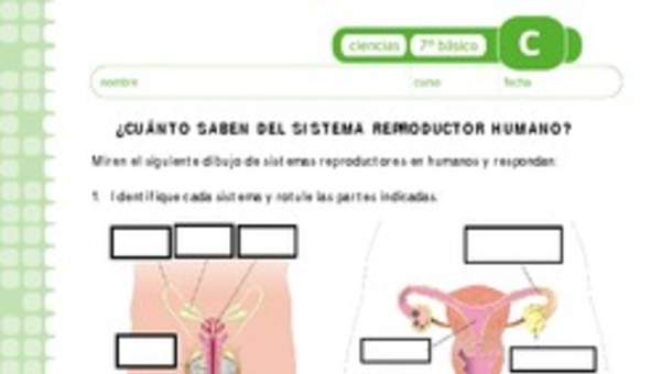 Sistema reproductor Sistema reproductor