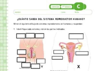 Sistema reproductor Sistema reproductor
