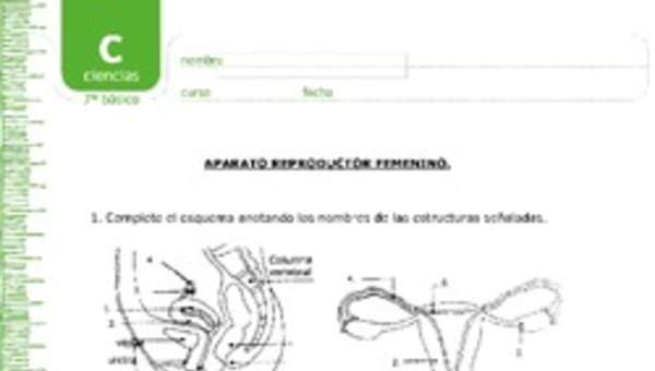 Aparato reproductor femenino Aparato reproductor femenino