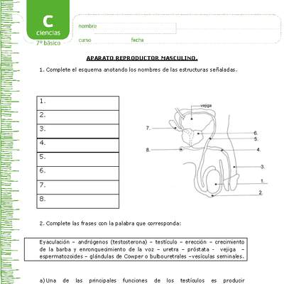 Aparato reproductor masculino Aparato reproductor masculino