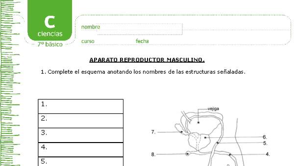 Aparato reproductor masculino Aparato reproductor masculino