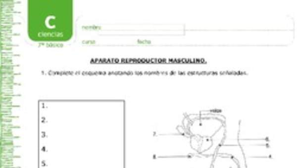 Aparato reproductor masculino Aparato reproductor masculino