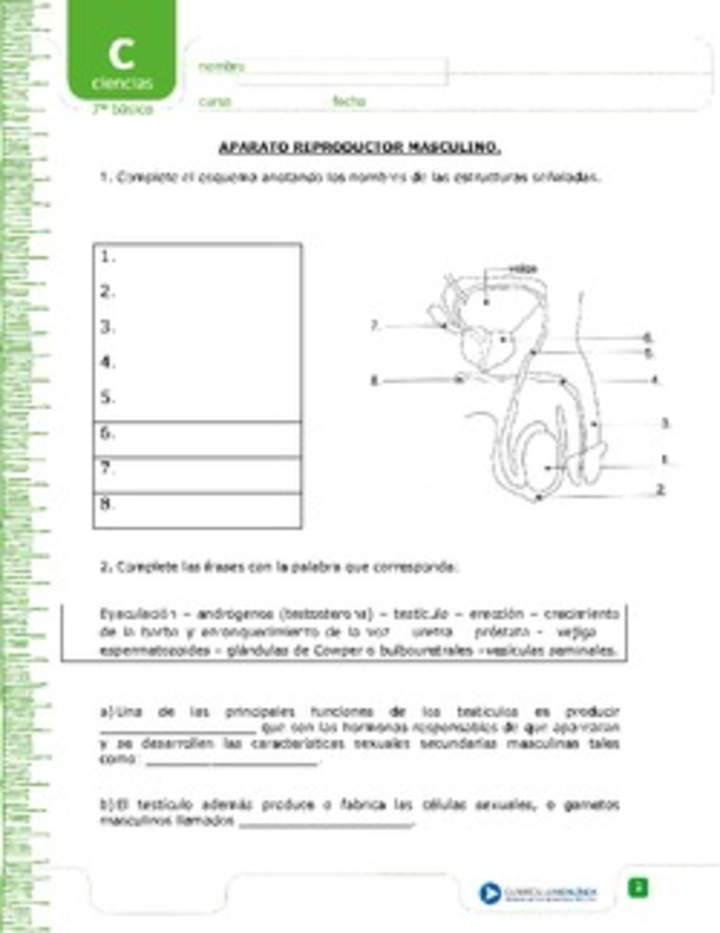 Aparato reproductor masculino Aparato reproductor masculino