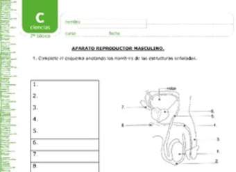 Aparato reproductor masculino Aparato reproductor masculino
