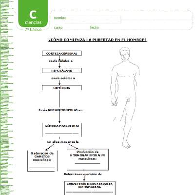 Pubertad en el hombre Pubertad en el hombre