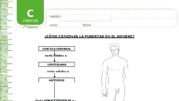 Pubertad en el hombre Pubertad en el hombre