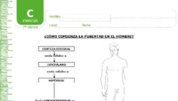 Pubertad en el hombre Pubertad en el hombre