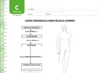 Pubertad en el hombre Pubertad en el hombre