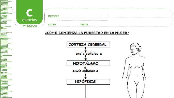 Pubertad en la mujer Pubertad en la mujer