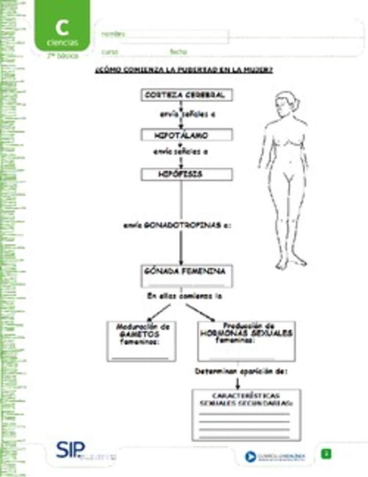 Pubertad en la mujer Pubertad en la mujer