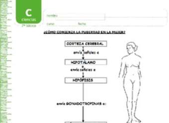 Pubertad en la mujer Pubertad en la mujer