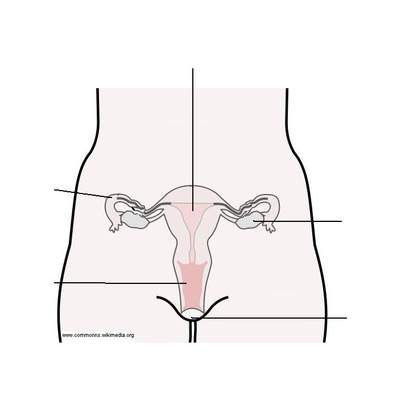 Aparato reproductor femenino Aparato reproductor femenino
