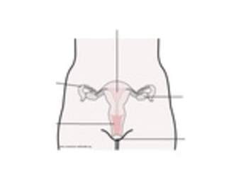 Aparato reproductor femenino Aparato reproductor femenino