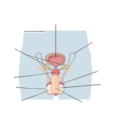 Aparato reproductor masculino Aparato reproductor masculino